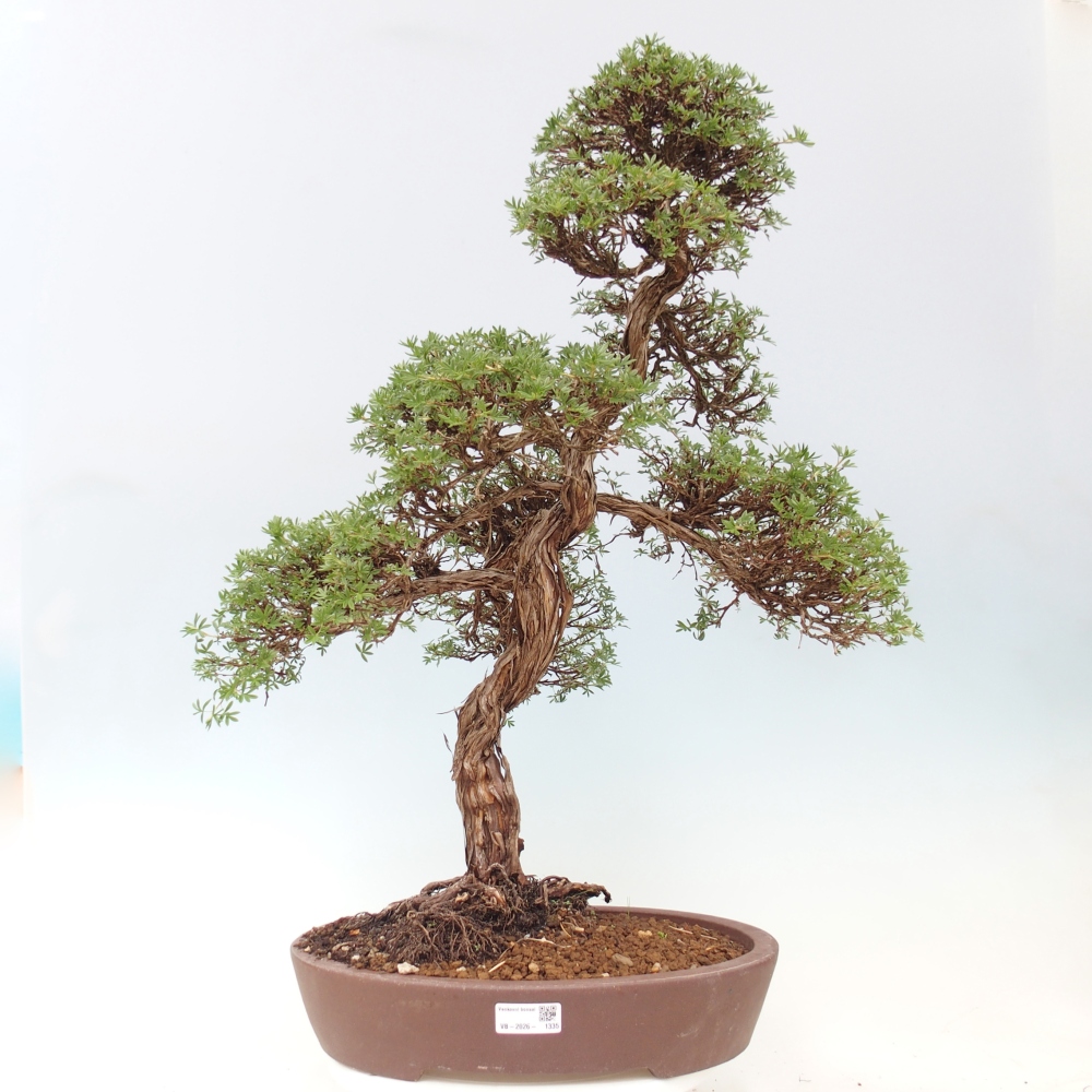 Vonkajšie bonsaje - Potentila fruticosa