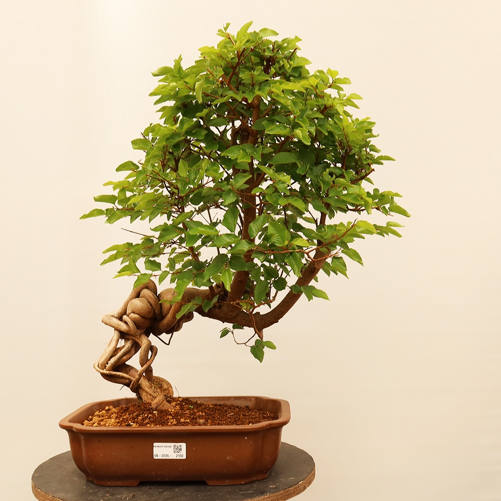 Vonkajší bonsai -Carpinus Coreana - Hrab kórejský