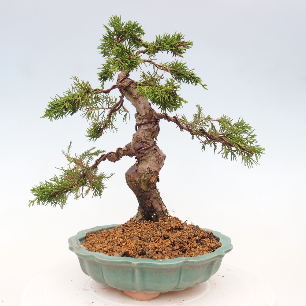 Vonkajší bonsai - Juniperus chinensis Itoigawa -Jalovec čínsky