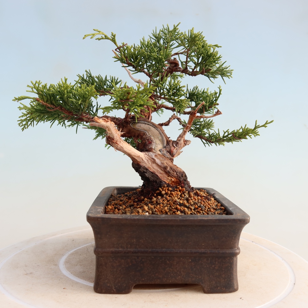 Vonkajší bonsai - Juniperus chinensis Itoigawa -Jalovec čínsky