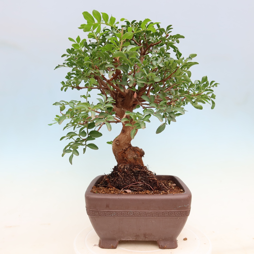 Izba bonsai – Pistacia Lentiscus – Pistácia
