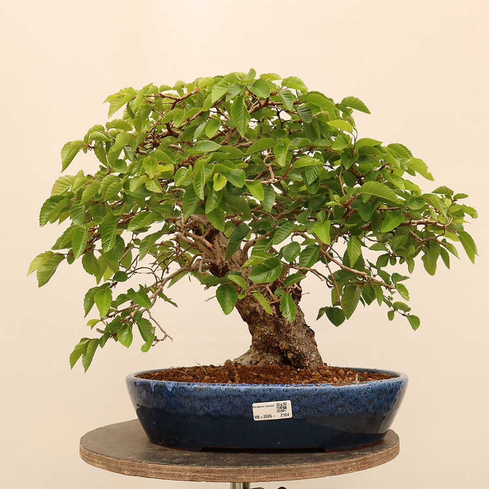 Vonkajší bonsai -Carpinus Coreana - Hrab kórejský