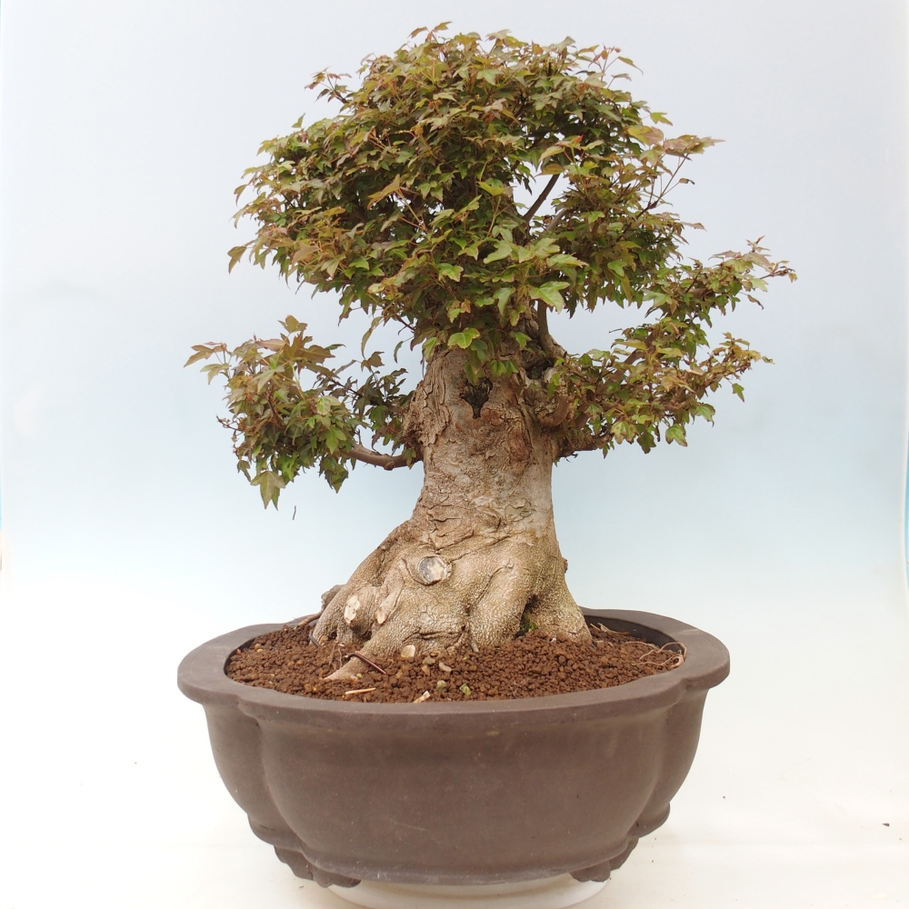 Vonkajšia bonsaj - Acer Buergerianum - Hamburgerový javor