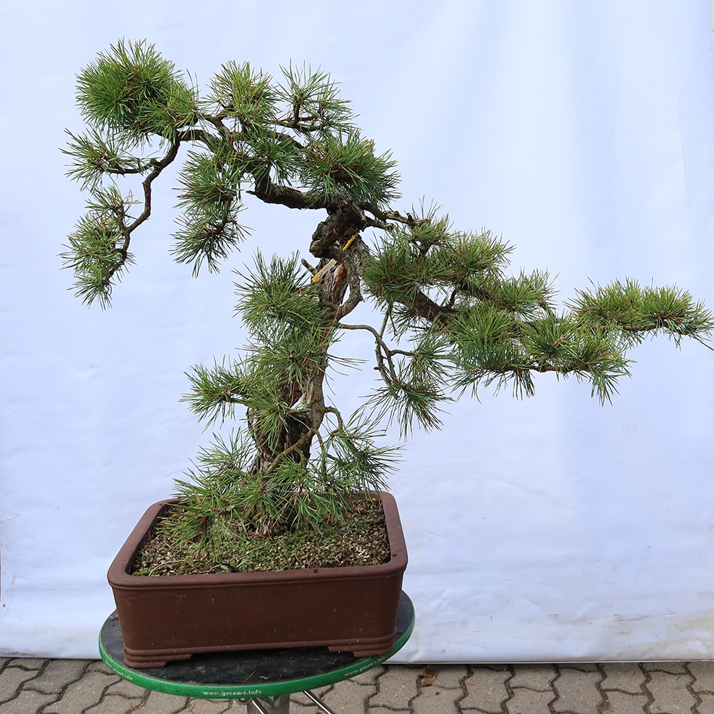 Pinus sylvestris Španielsko – borovica lesná