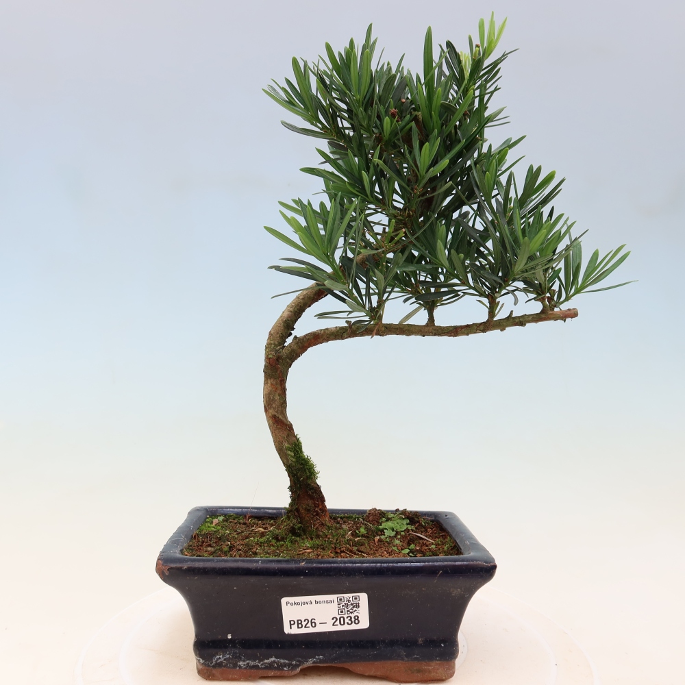 Izbové bonsaje - Podocarpus - Kamenný tis