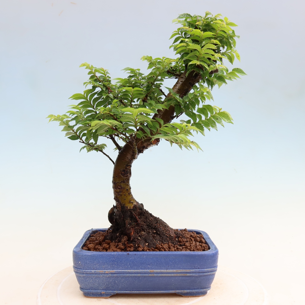 Vonkajší bonsai – Ulmus Jacqueline Hillier – javor krásny