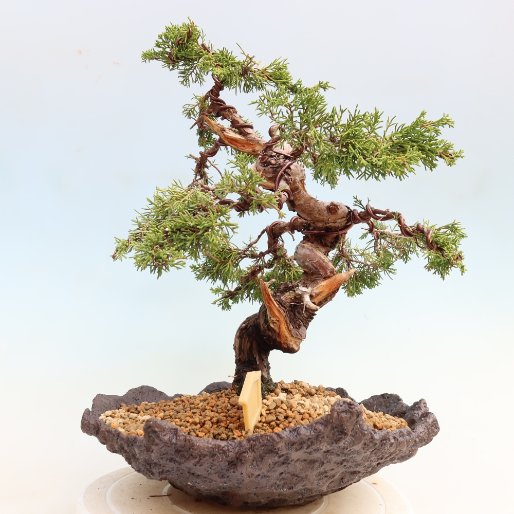 Vonkajší bonsai – Juniperus chinensis Itoigawa – čínsky jalovec