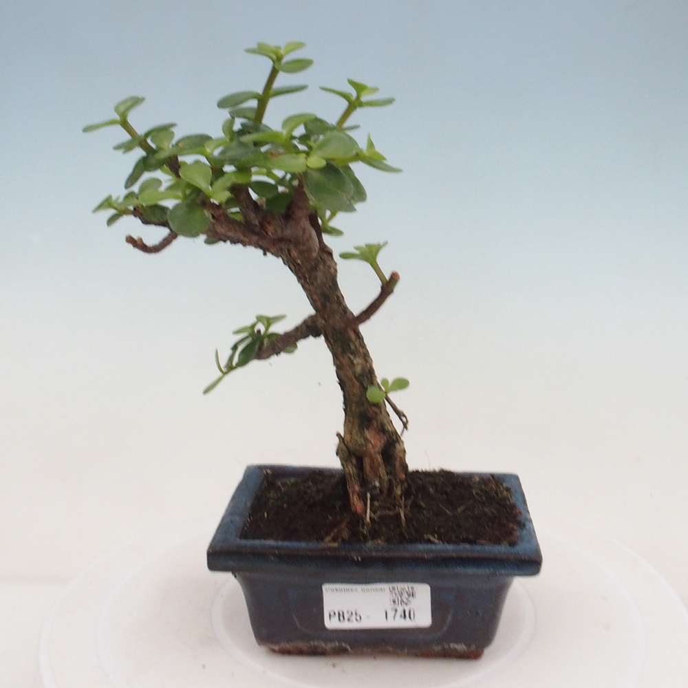 Izbová bonsai - Portulakaria Afra - Tlustice
