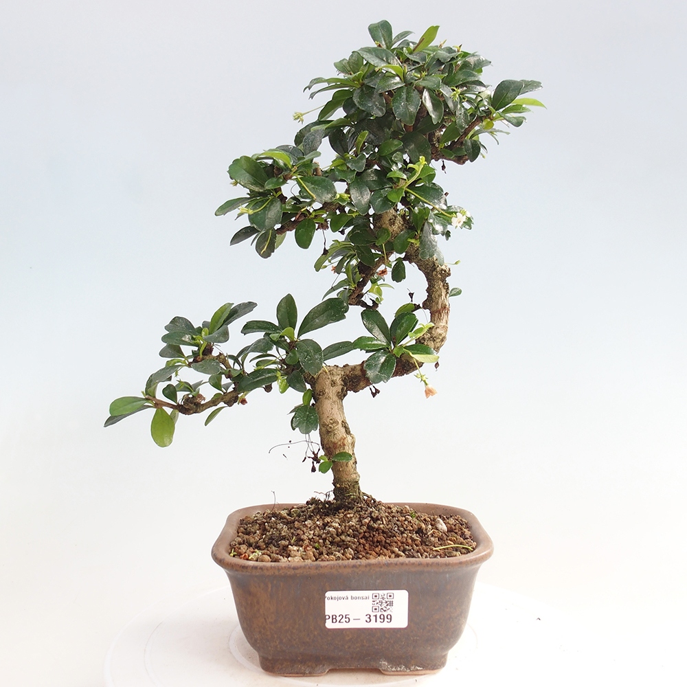 Izbová bonsai - Carmona macrophylla - Čaj fuki