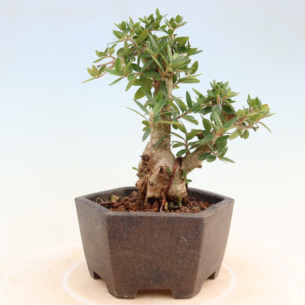 Izbový bonsaj - Olea europaea sylvestris