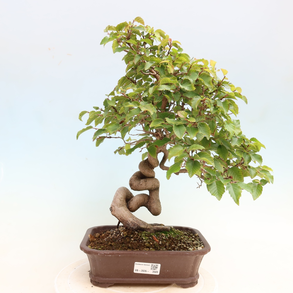 Vonkajšie bonsaje -Carpinus CARPINOIDES - Hrab kórejský