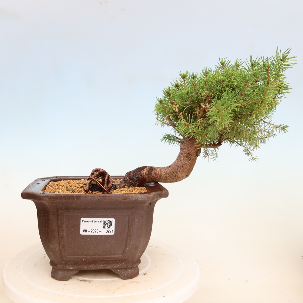 Vonkajší bonsai – Smrek sivý – Picea glauca globe