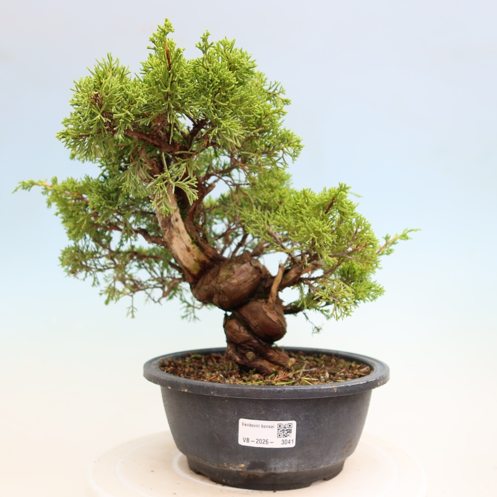 Vonkajší bonsai – Juniperus chinensis Itoigawa – čínsky jalovec