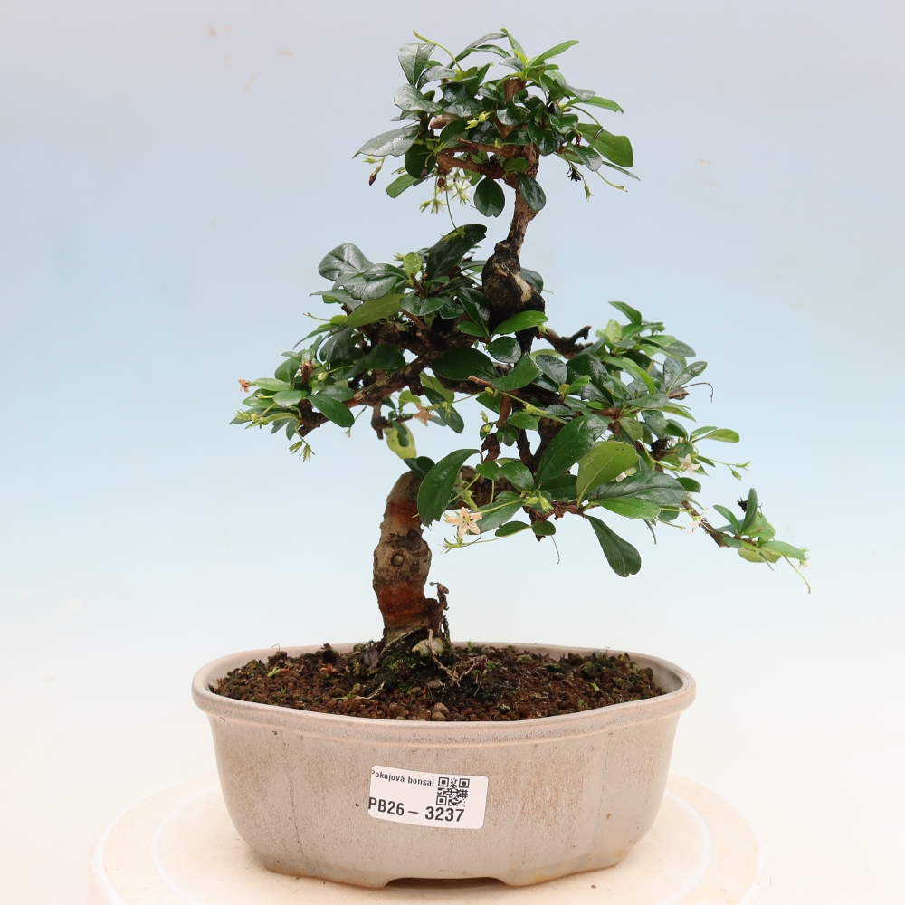 Izbové bonsaje - Carmona macrophylla - Tea fuki