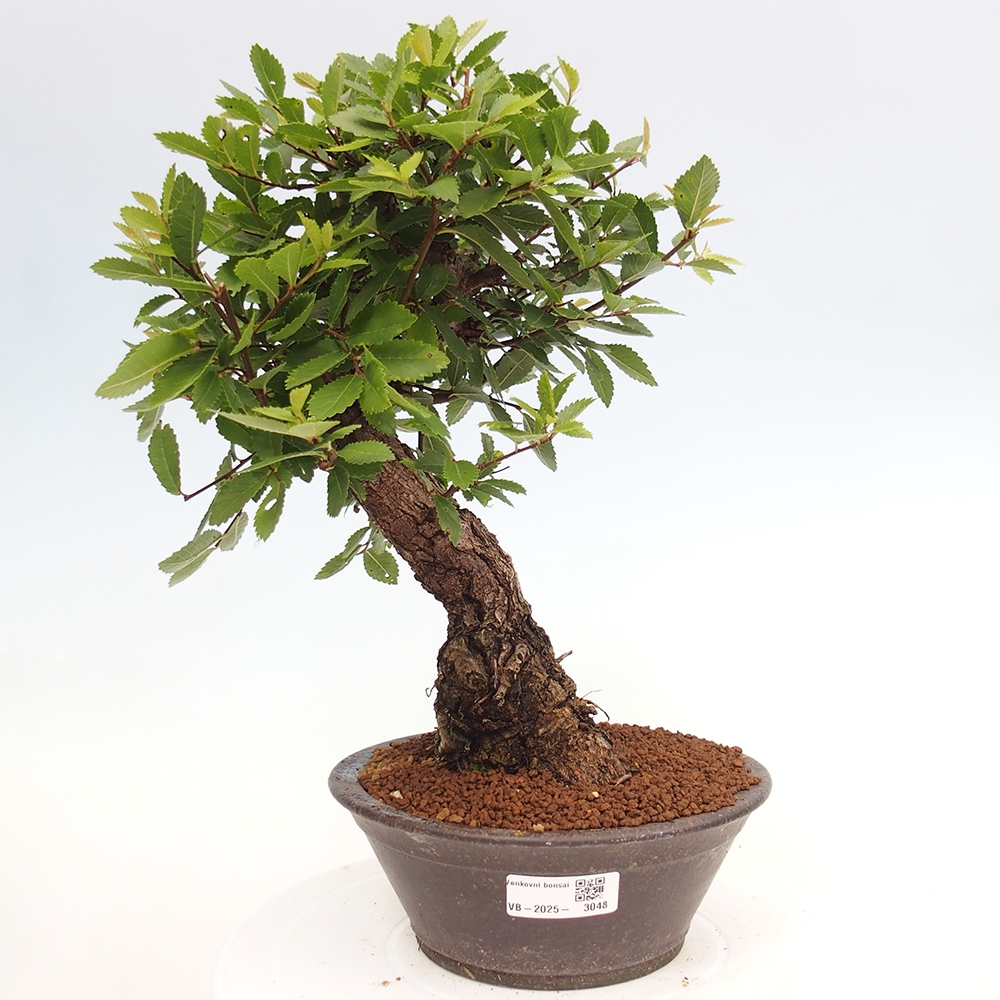 Vonkajšie bonsai - Zelkova - Zelkova serrata