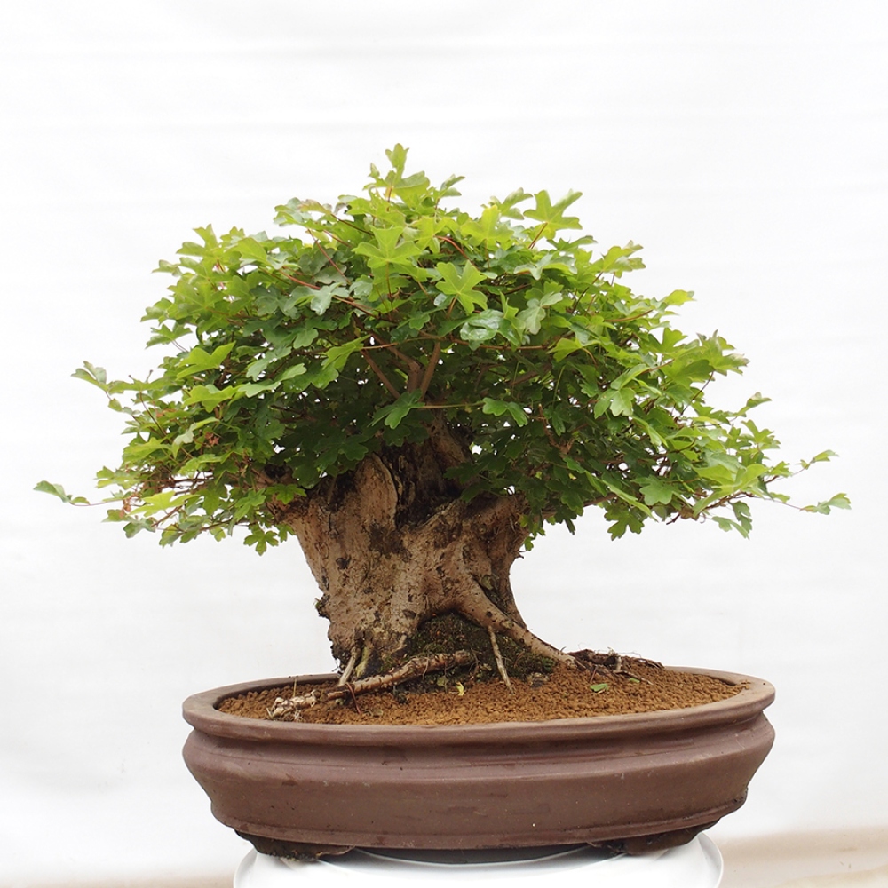 Vonkajší bonsai - Acer Campestre - Javor polný