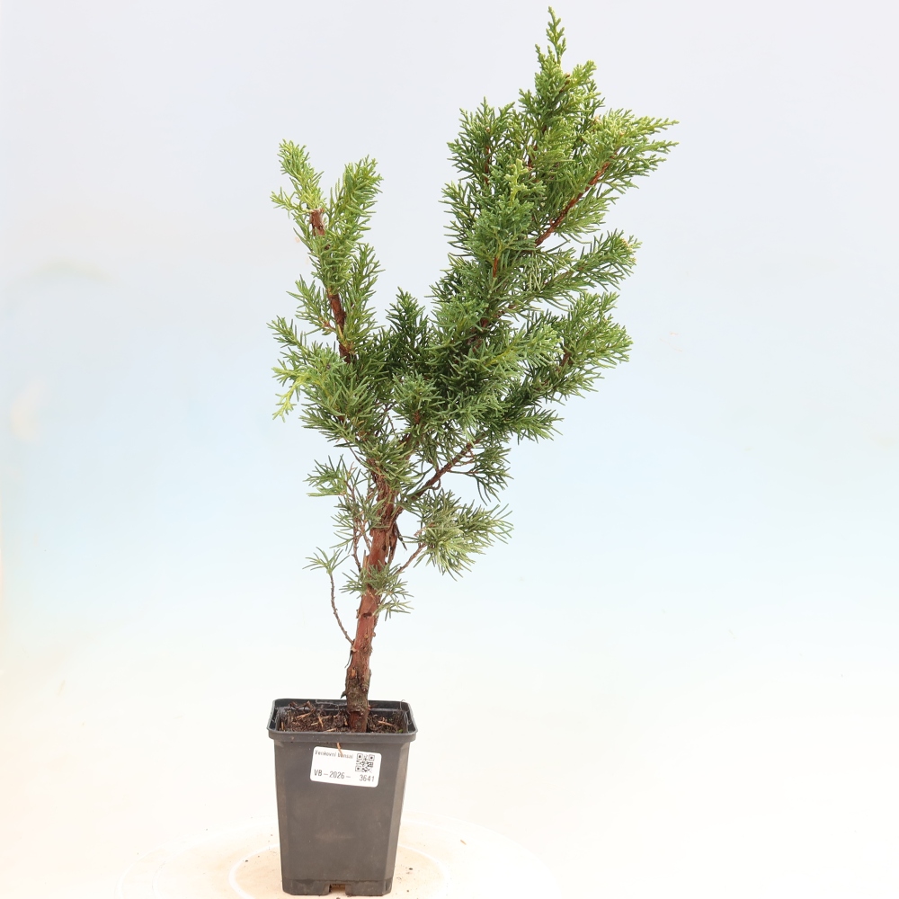 Vonkajší bonsaj - Juniperus chinensis Kishu