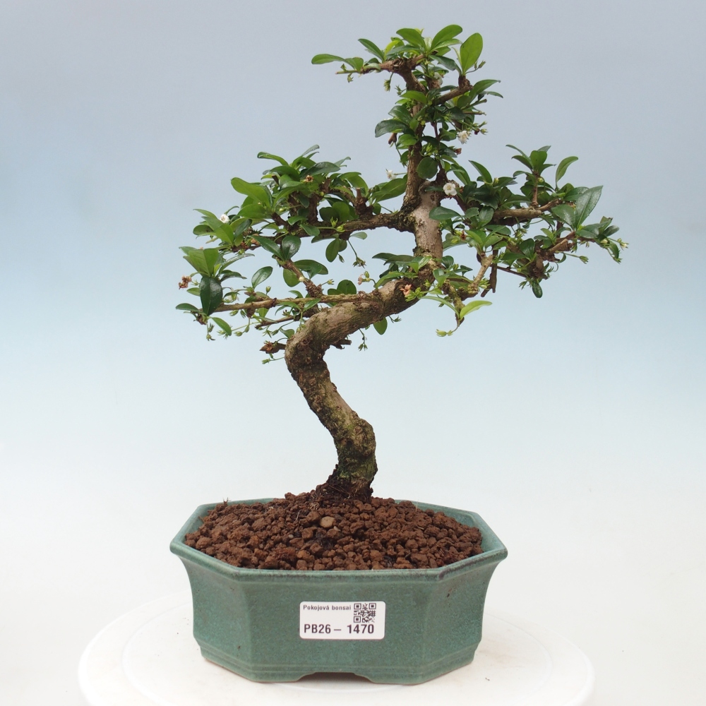 Izbové bonsaje - Carmona macrophylla - Tea fuki