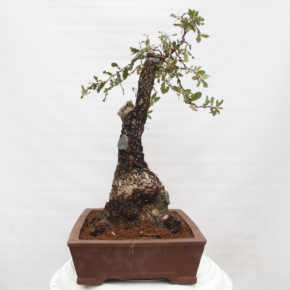 Yamadori - Quercus Ilex -Dub cezmínovitý