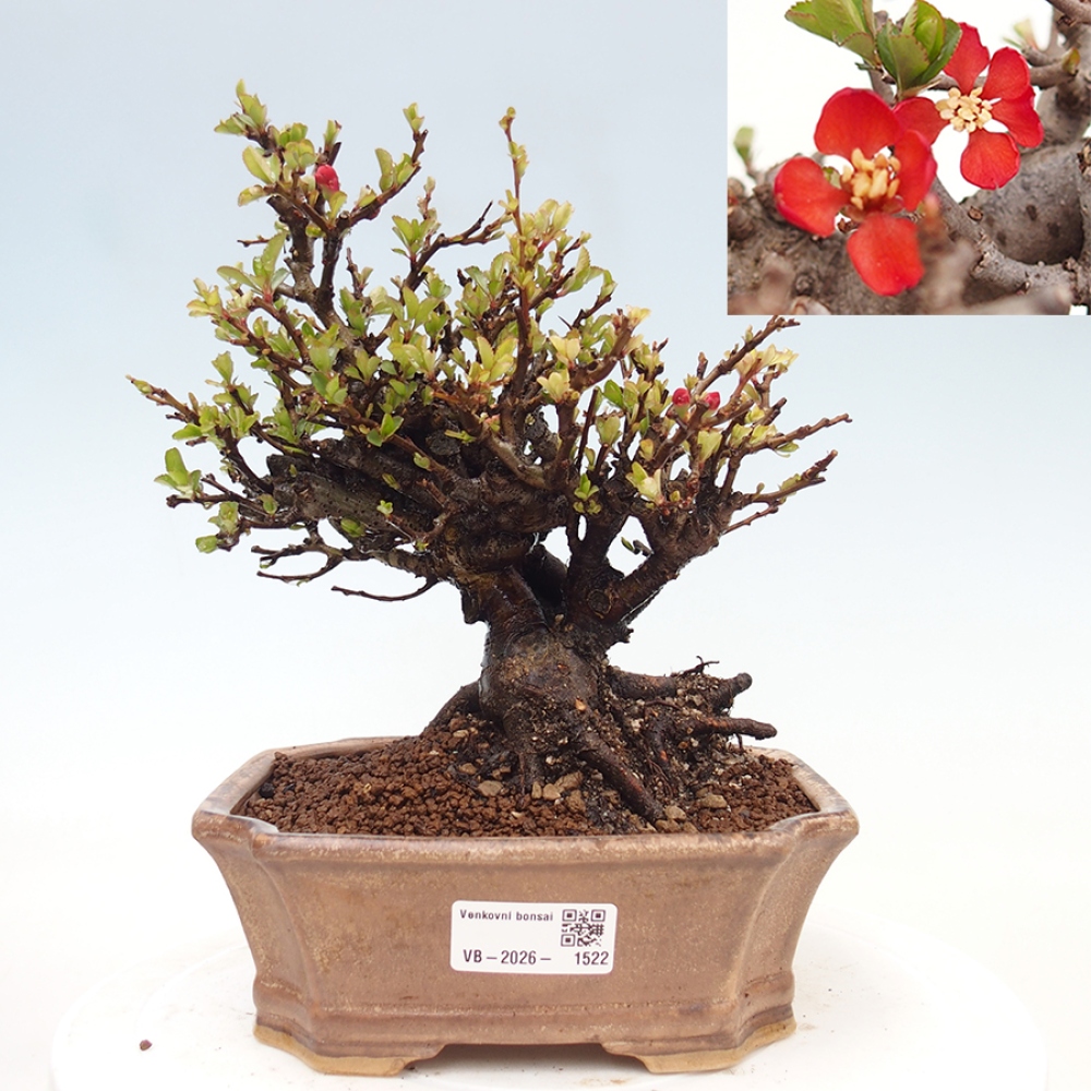 Vonkajšie bonsaje - Chaneomeles speciosa - Kdoule