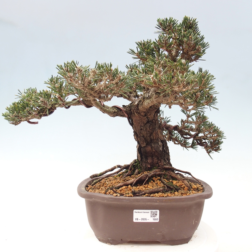 Vonkajší bonsaj - Pinus thunbergii Kotobuki - borovica Thunbergova