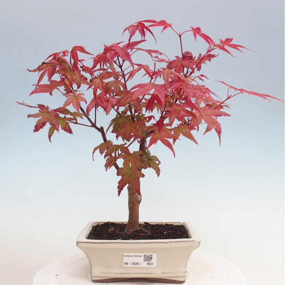 Vonkajší bonsaj - Acer palmatum DESHOJO