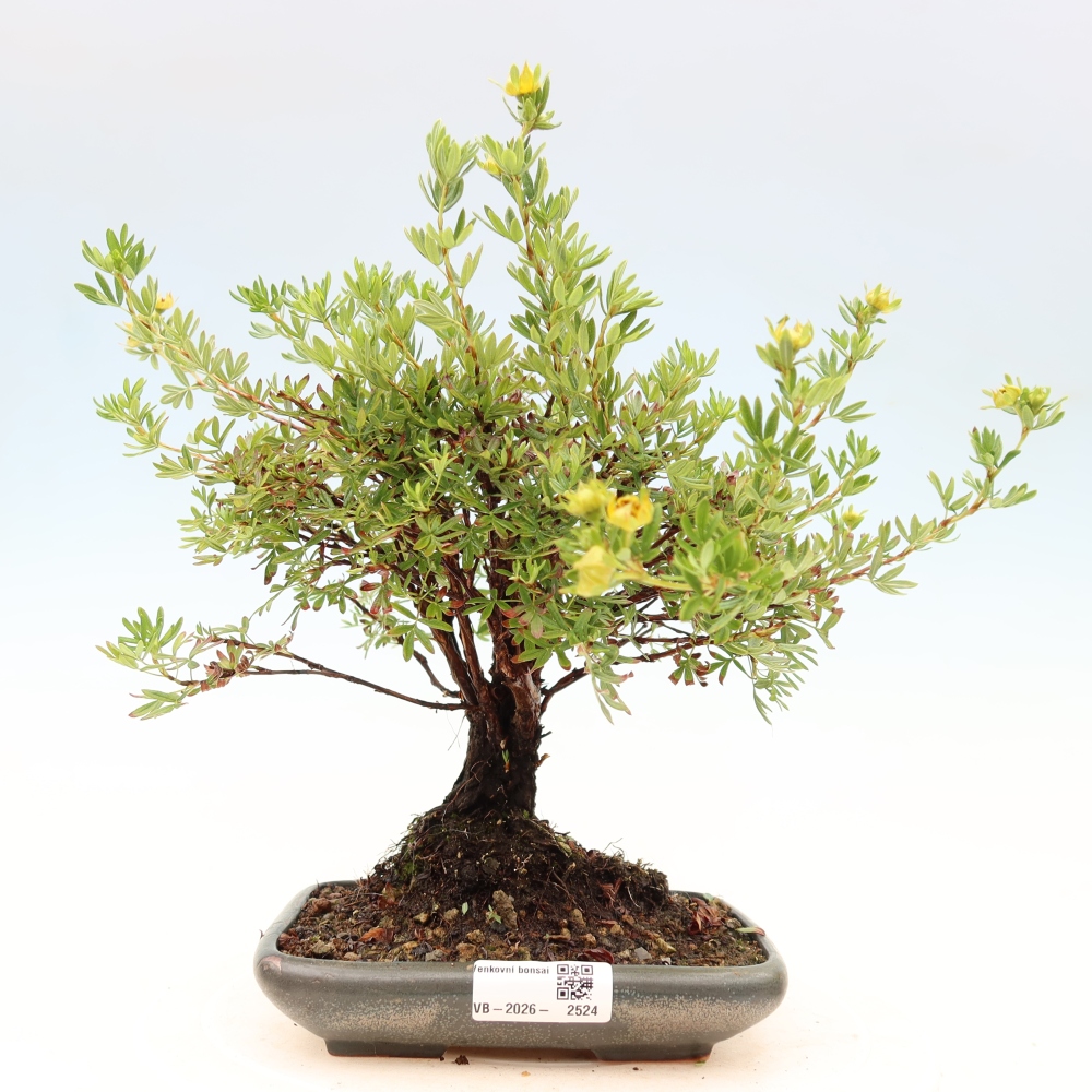 Vonkajšie bonsaje - Potentila fruticosa
