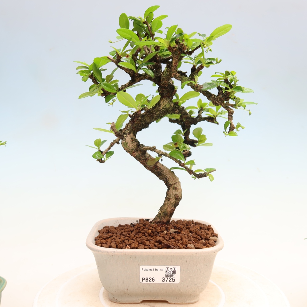 Izbové bonsaje - Carmona macrophylla - Tea fuki