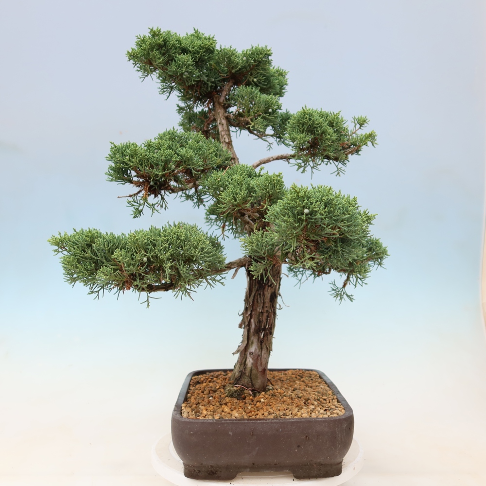 Vonkajší bonsaj - Juniperus chinensis Kishu