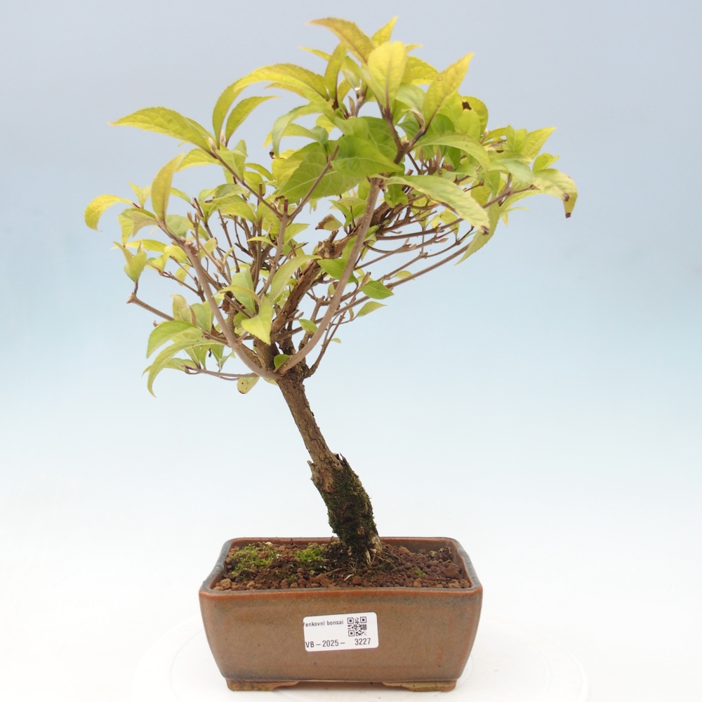 Vonkajšia bonsai - krásnoplodka - Callicarpa jap. Leucocarpa