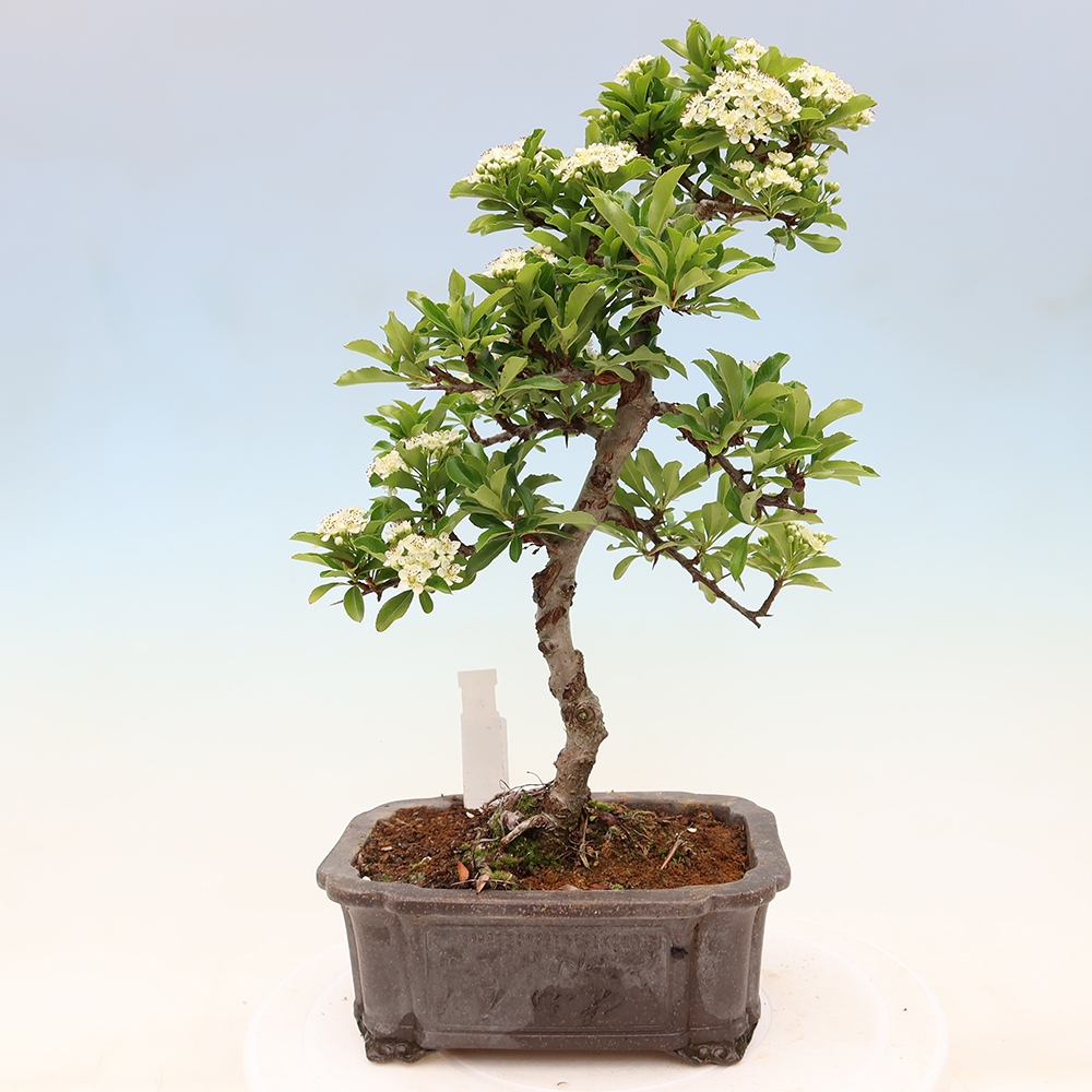 Vonkajší bonsai – Pyracantha teton – hlohovec šarlátový