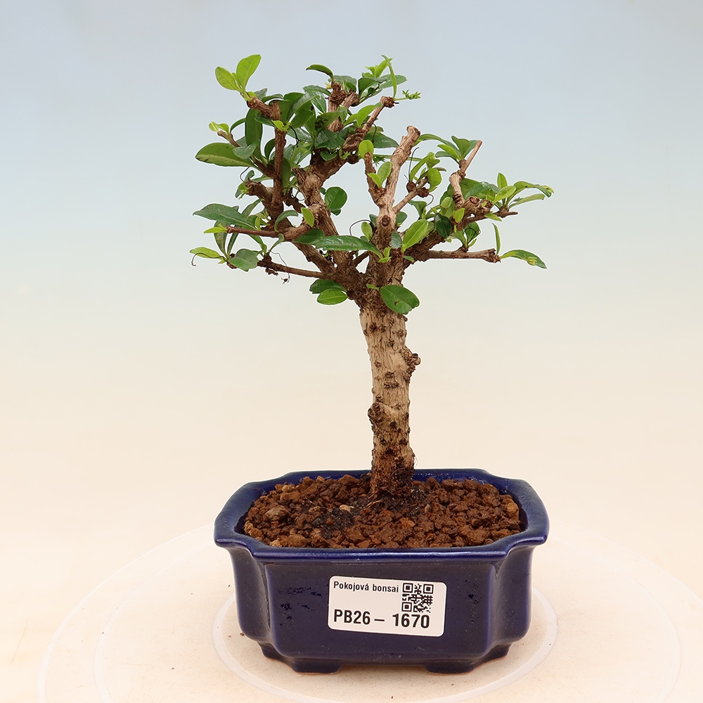 Izbové bonsaje - Carmona macrophylla - Tea fuki