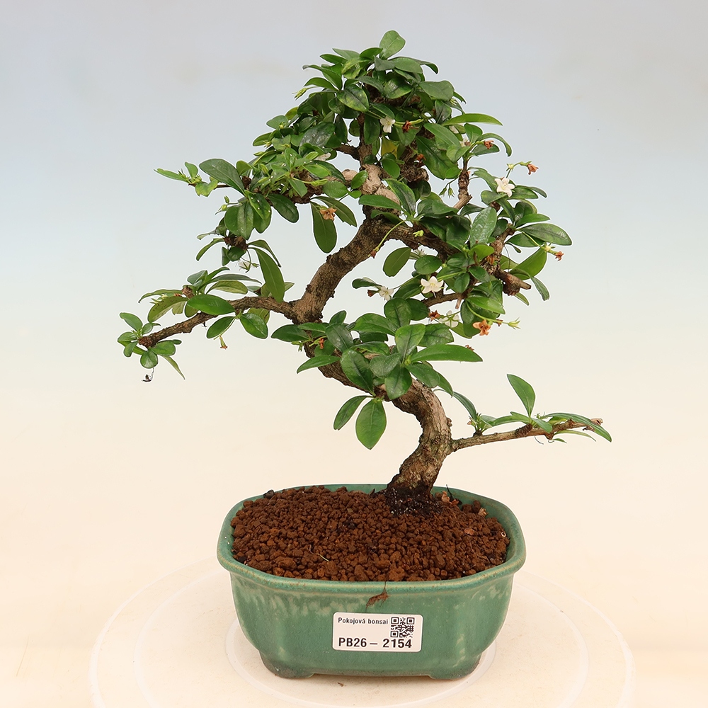 Izbové bonsaje - Carmona macrophylla - Tea fuki