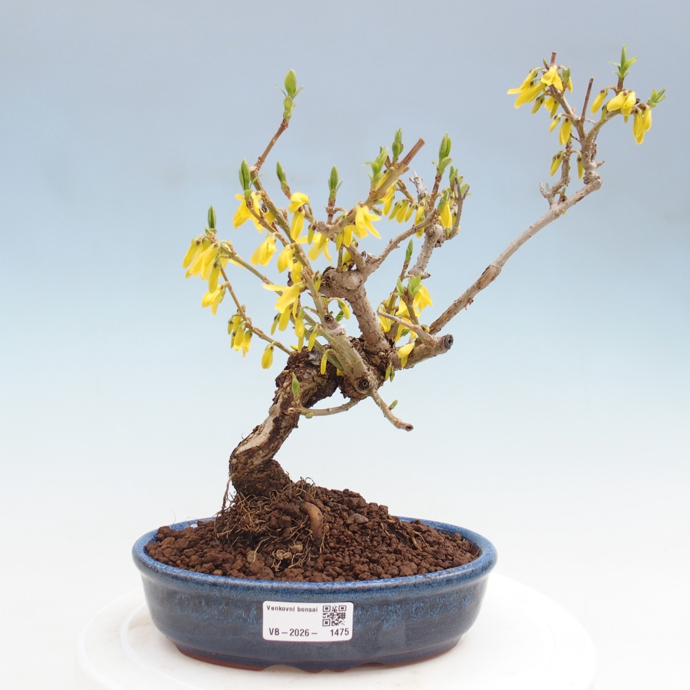 Vonkajšie bonsaje - Zlatice - Forsythia koreana