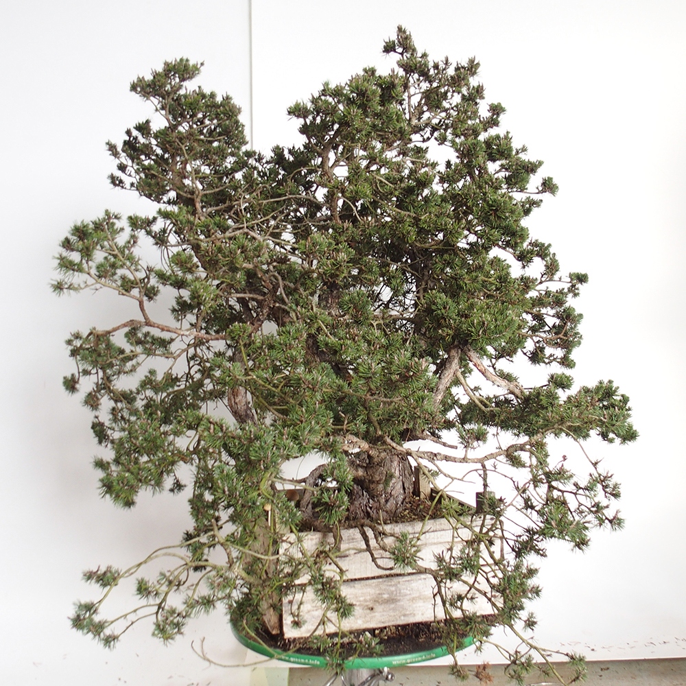 Yamadori - Pinus sylvestris Španielsko