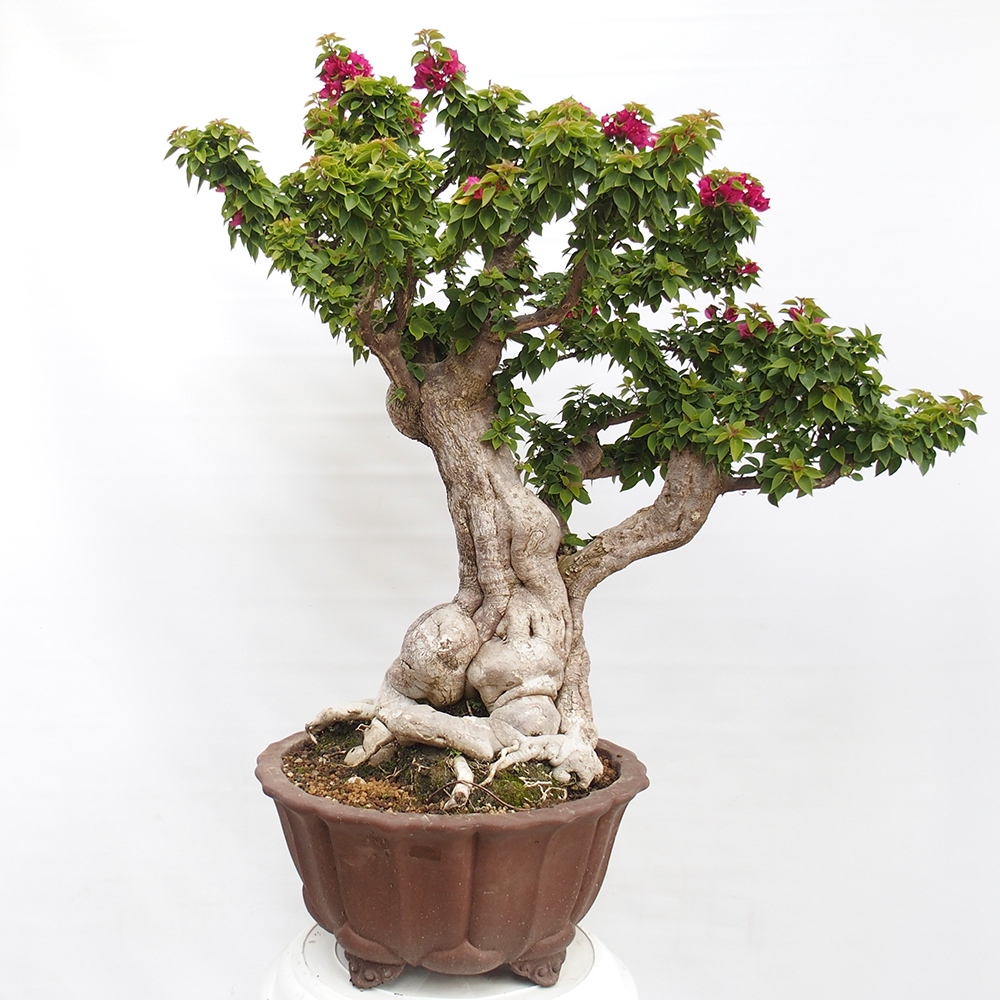 Izbová bonsai - Bouganwilea