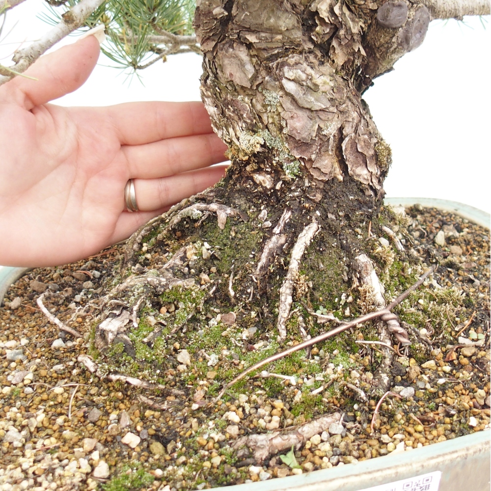 Vonkajšie bonsaje - Pinus parviflora - Pinus parviflora