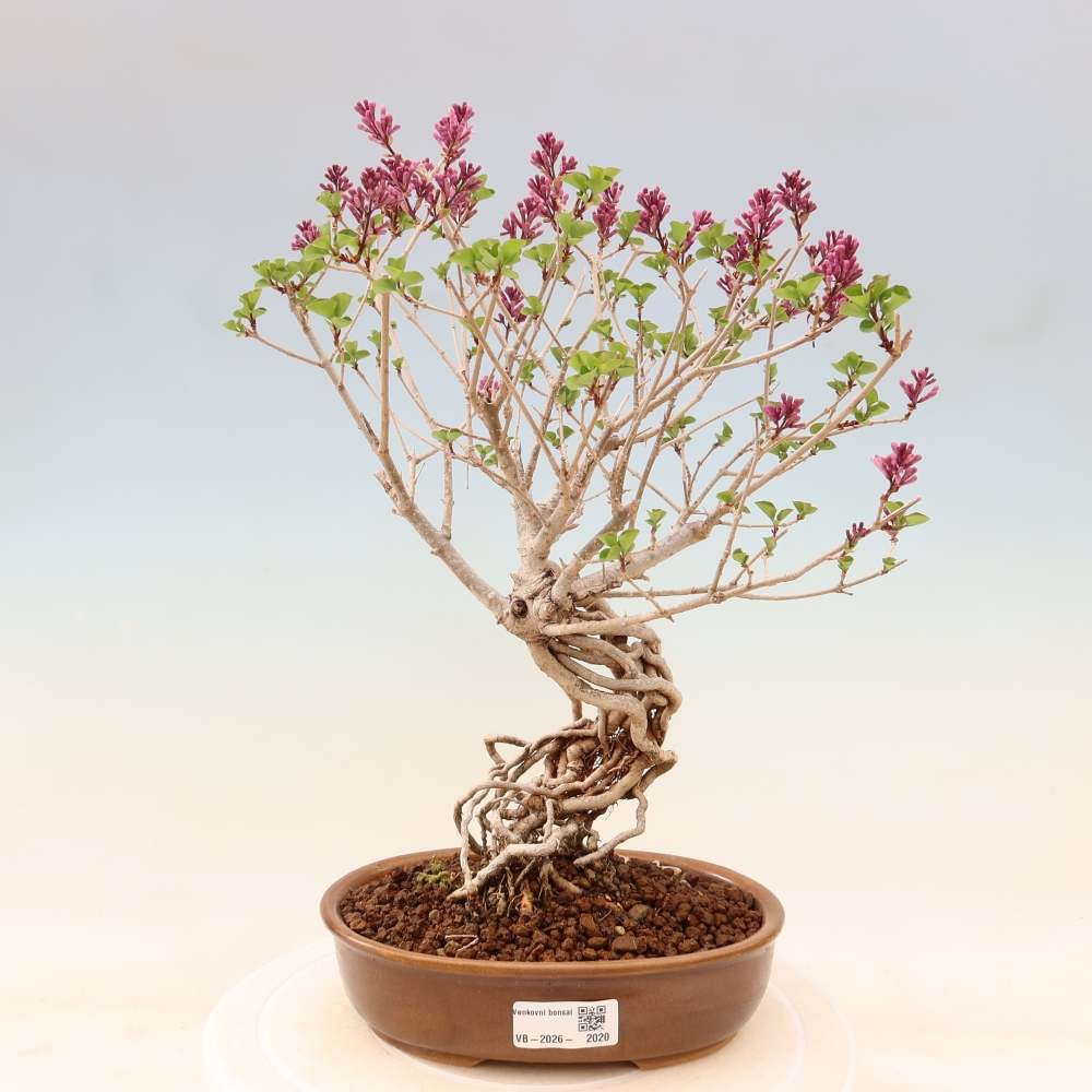 Vonkajší bonsaj - Syringa microphylla - drobnokvetý šeřík