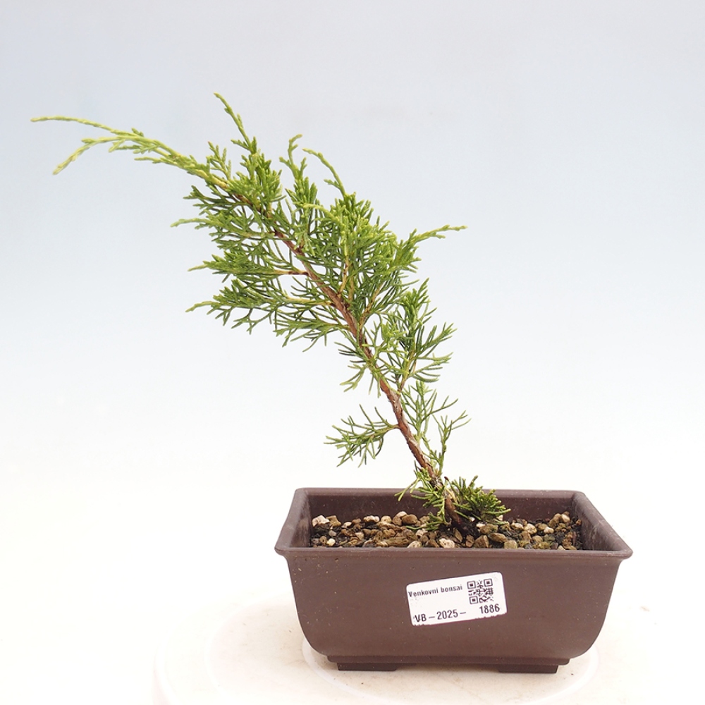 Vonkajší bonsai - Juniperus chinensis Itoigawa -Jalovec čínsky