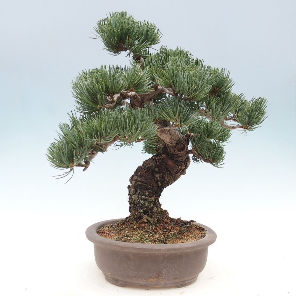 Vonkajšie bonsai - Pinus parviflora - Borovica drobnokvetá