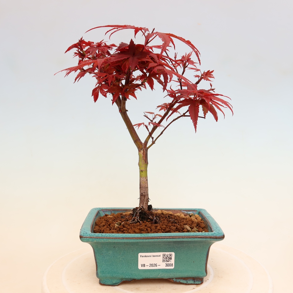 Vonkajší bonsai – javor dlaňolistý – Acer palmatum Berry Broom 