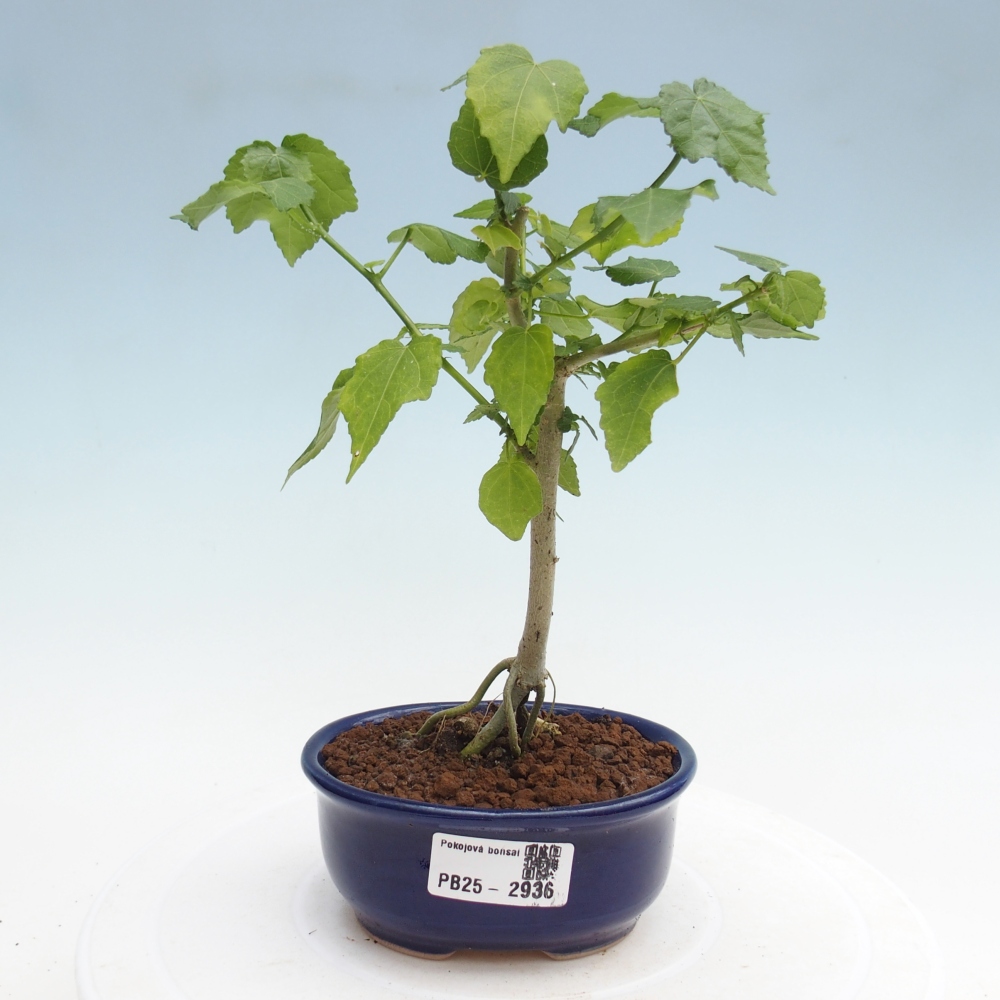 Izbová bonsai - Malvaviscus arboreus - ibištekovec drevnatý