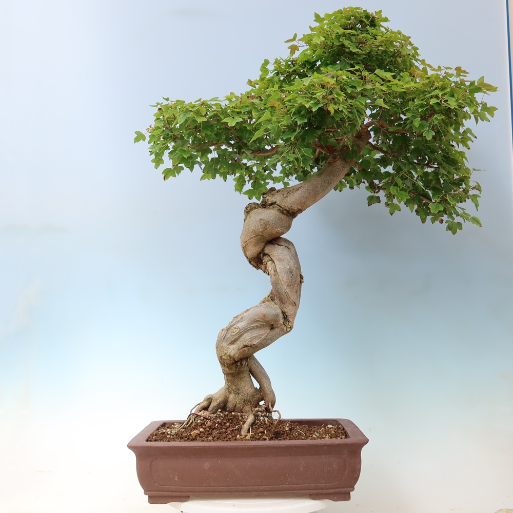 Vonkajšia bonsaj - Acer Buergerianum - Hamburgerový javor