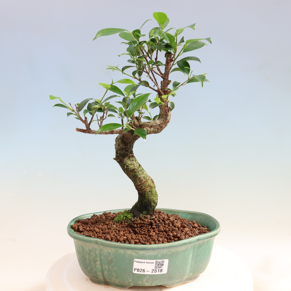 Izbový bonsaj - Ficus retusa - drobnolistý fikus