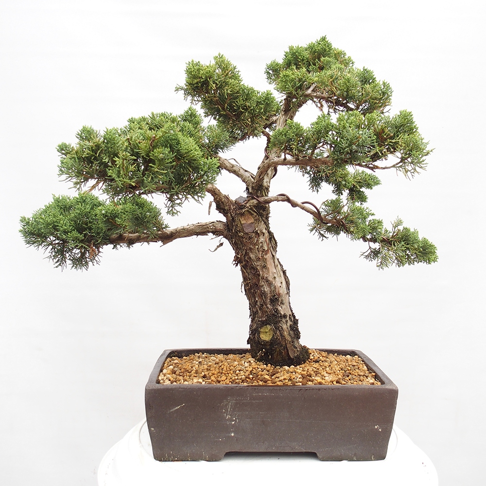 Vonkajší bonsai - Juniperus chinensis  - Borievka čínska 