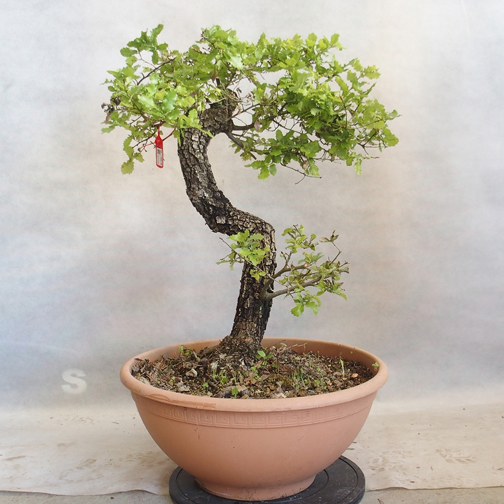 Vonkajší bonsai Quercus Cerris - Dub Cer