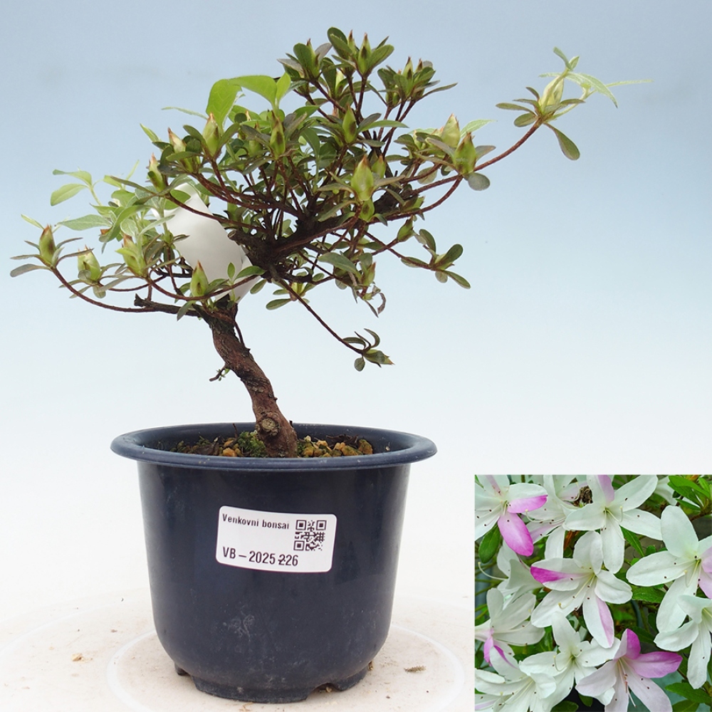 Vonkajší bonsai - Japonská azalka - Azalea Yukigesho