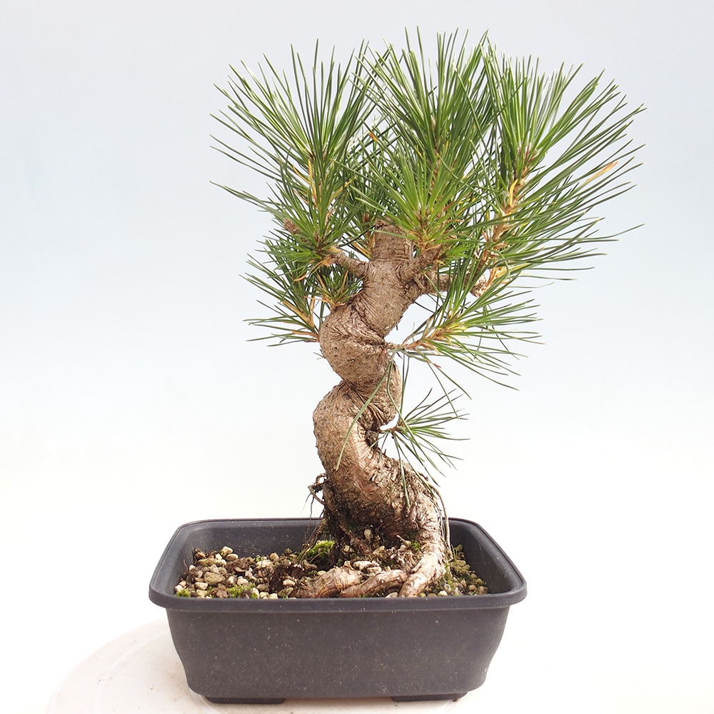 Vonkajšie bonsaje - Pinus thunbergii - borovica Thunbergova
