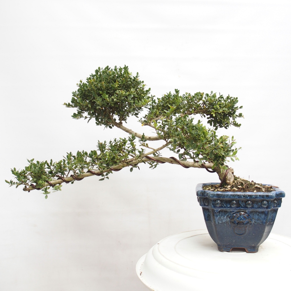 Izbová bonsai - Ilex crenata - Cezmína