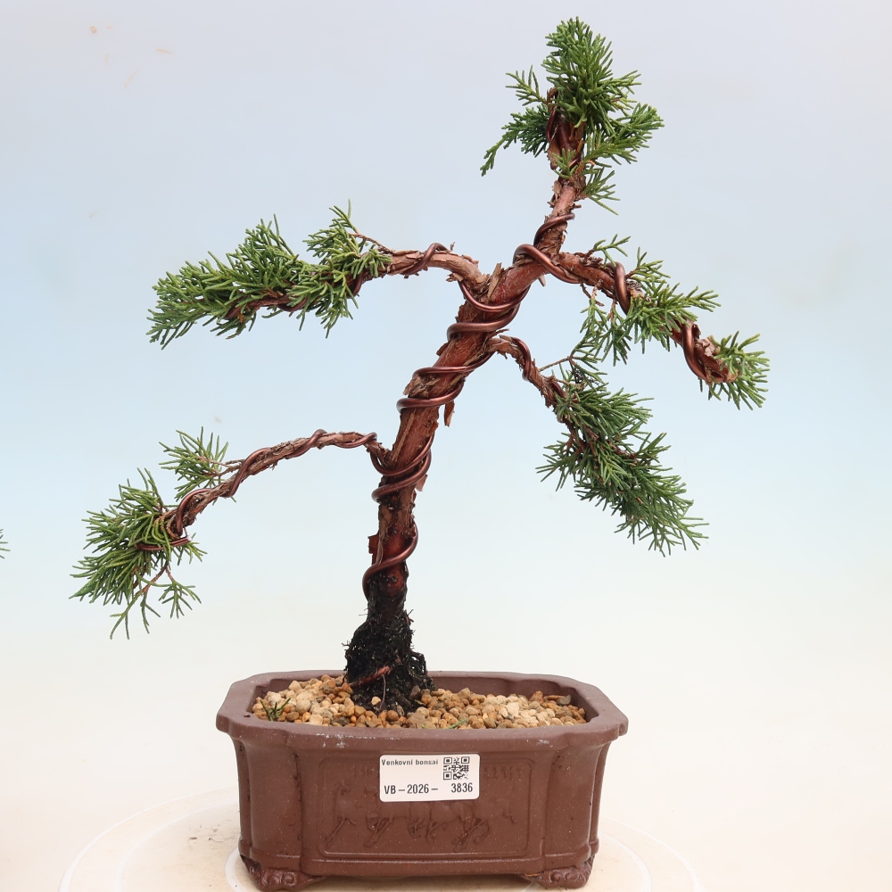Vonkajší bonsaj - Juniperus chinensis Kishu